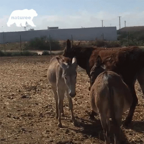 Group Of Donkeys In Field GIF
