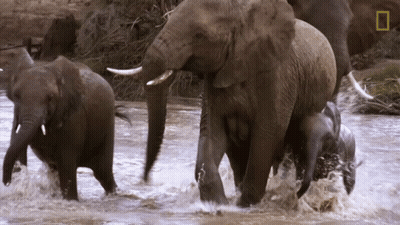 Group Of Elephants Walking Through River With National Geographic Logo GIF
