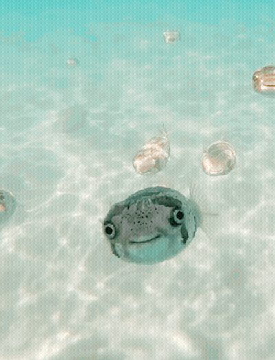 Group Of Fish Saying Yeah Join Us Join Us GIF