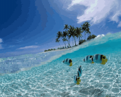 Group Of Fish Swimming Near Small Island GIF