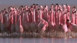 Group Of Flamingo GIF