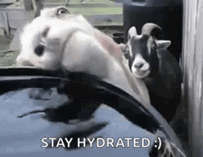 Group Of Goats Next To Water Bucket GIF