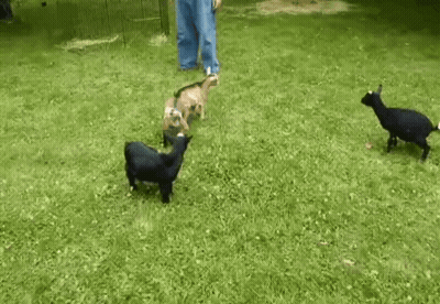 Group Of Goats Playing In Grass With Man Behind GIF
