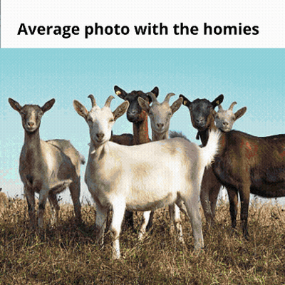 Group of Goats Saying Average Photo With the Homies