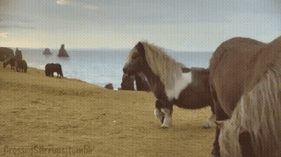 Group Of Horses Standing On Sandy Beach Next To Ocean GIF