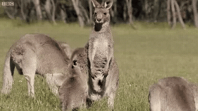 Group Of Kangaroos Standing In Grass GIF