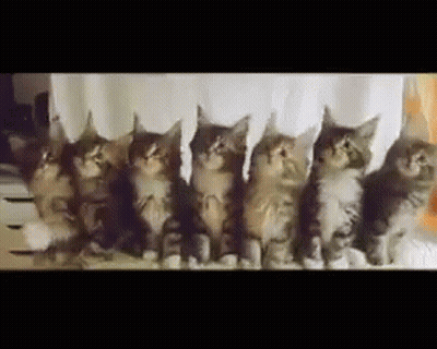 Group Of Kittens Sitting In A Row Looking Up GIF