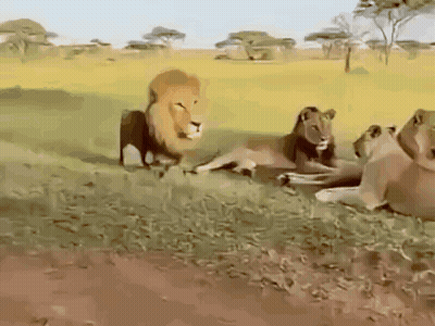 Group Of Lions In The Wild GIF