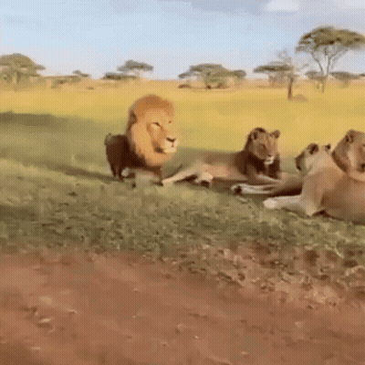 Group of Lions Laying in Field