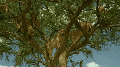 Group of Lions Sitting on Tree Branch