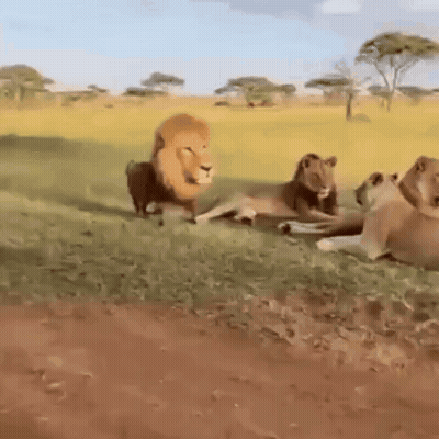 Group Of Lions Standing In Grassy Field GIF