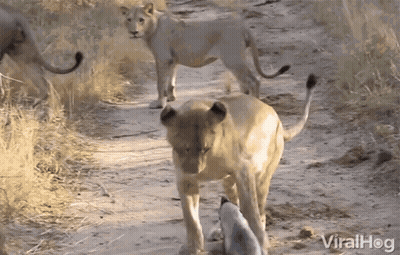 Group Of Lions Walking Down Dirt Road Looking At Small Animal GIF