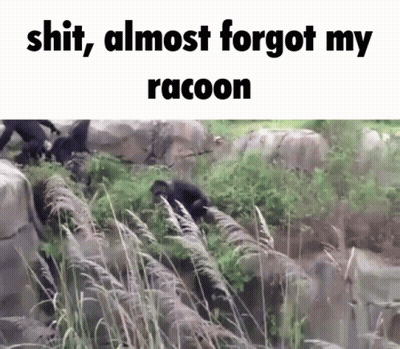 Group Of Monkeys With Raccoon Caption GIF