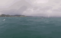 Group Of Orca Diving On The Sea GIF