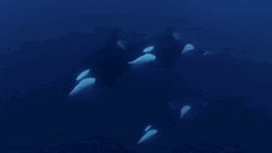Group Of Orca Under The Sea GIF