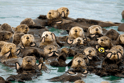 Group Of Otter In Pond