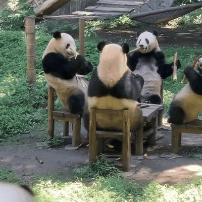 Group Of Panda Bears Eating Bamboo GIF