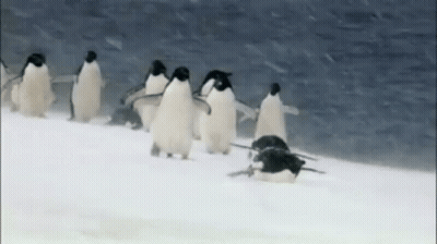 Group Of Penguins On Snow Covered Ice Floe GIF