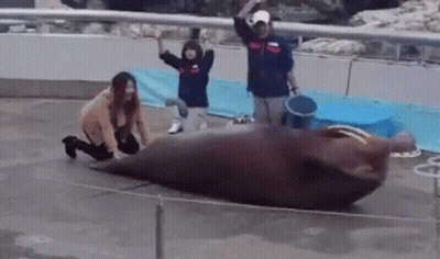 Group Of People Standing Around Seal In Cage GIF