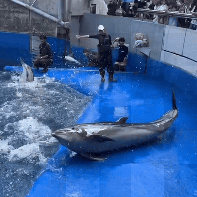 Group Of People Watching Dolphin In Pool GIF