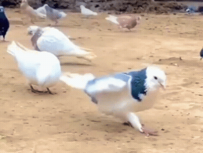 Group Of Pigeons Walking On Ground GIF