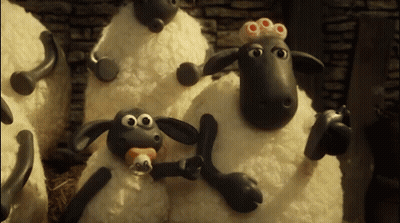 Group of Sheep Standing Together