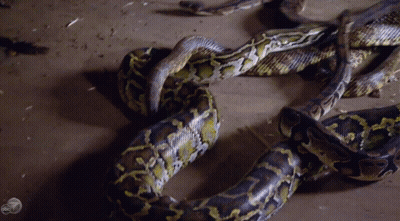 Group Of Snakes Laying On Ground With BBC Logo GIF