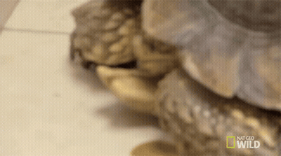 Group Of Turtles Stacked GIF