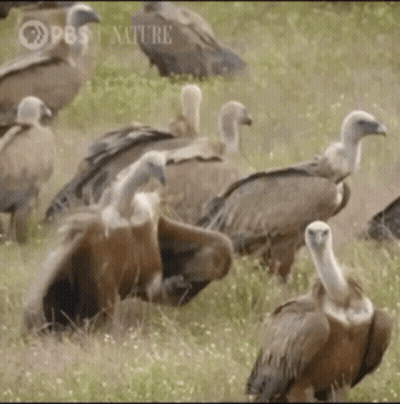Group Of Vultures In Field With RBS GIF