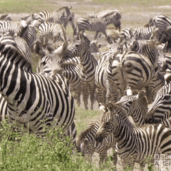 Group Of Zebra GIF