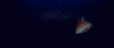Group Playing Killer Shark Game GIF