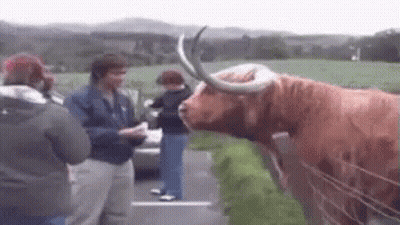 Group Standing Around Brown Cow With Long Horns GIF