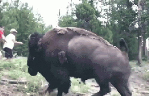 Group Standing Next To Large Bison GIF