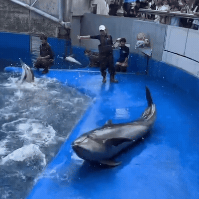 Group Watching Dolphin Show GIF