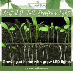 Growing At Home With Grow Led Lights GIF