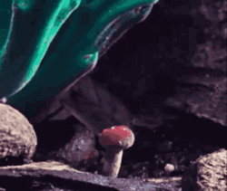 Growing Collybia Nuda Mushroom GIF