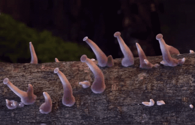 Growing Fungi Mushrooms GIF