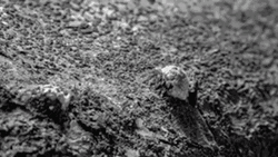 Growing Mushroom Cloud Plant GIF