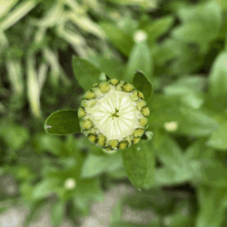 Growing Plant Sunflower Blooming Time Lapse GIF