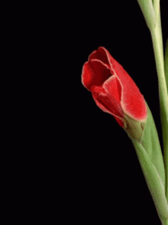 Growing Red Flower GIF