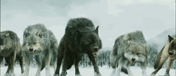 Growling Furry Wolf Pack GIF