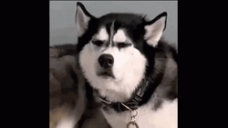Grr Angry Husky Dog GIF