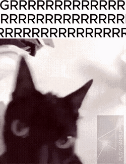 Grr Histerical Cat GIF