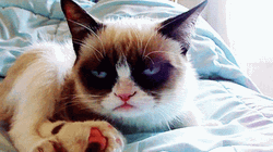 Grump Cat On Bed GIF