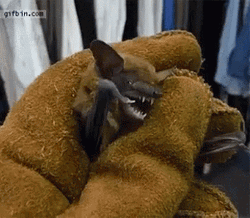 Grumpy Bat Flipping Out GIF