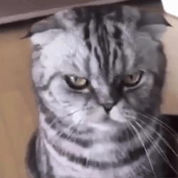 Grumpy Cat Attitude Whiskers Not Funny GIF