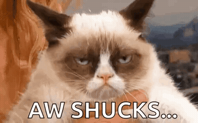Grumpy Cat Being Held Looking At Camera GIF