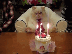 Grumpy Cat Birthday Cake GIF