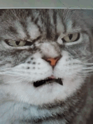 Grumpy Cat Confused