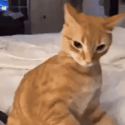 Grumpy Cat Held By Woman Saying Tula Hoje GIF